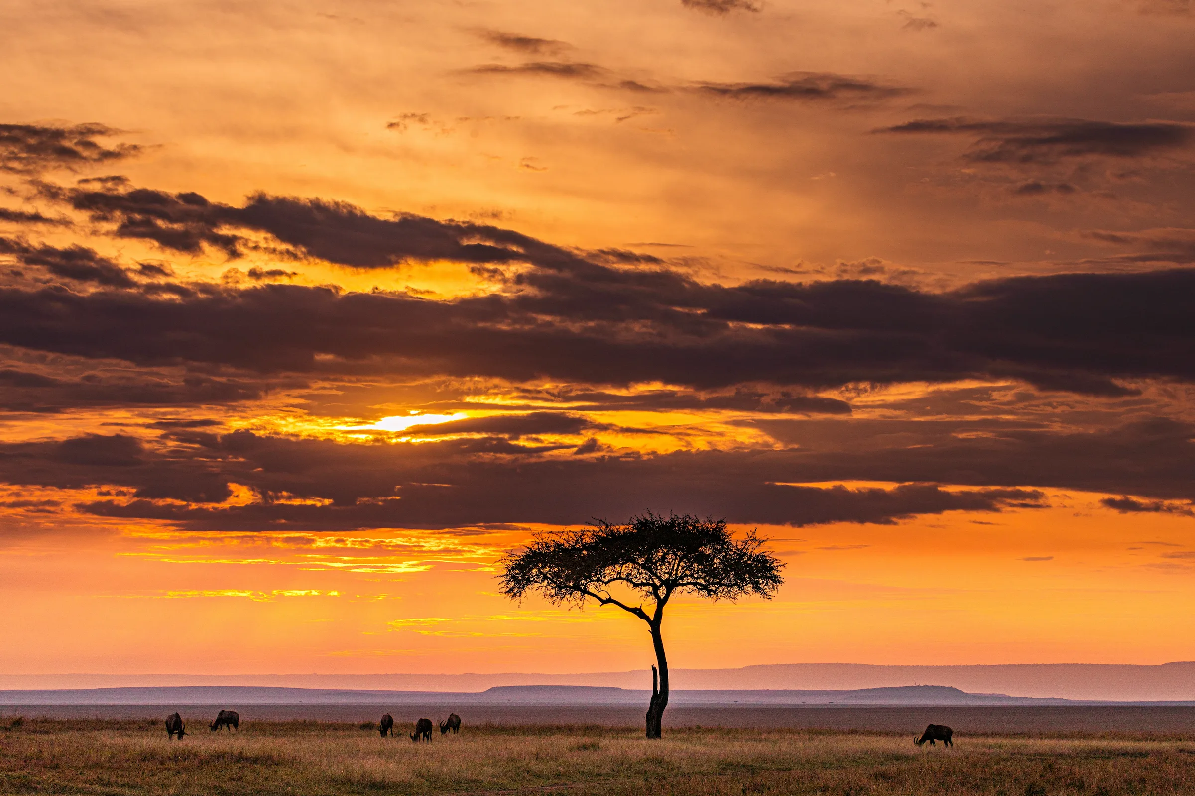 Silhouette sunset image of a tree and wildlife on a Kenyan safari