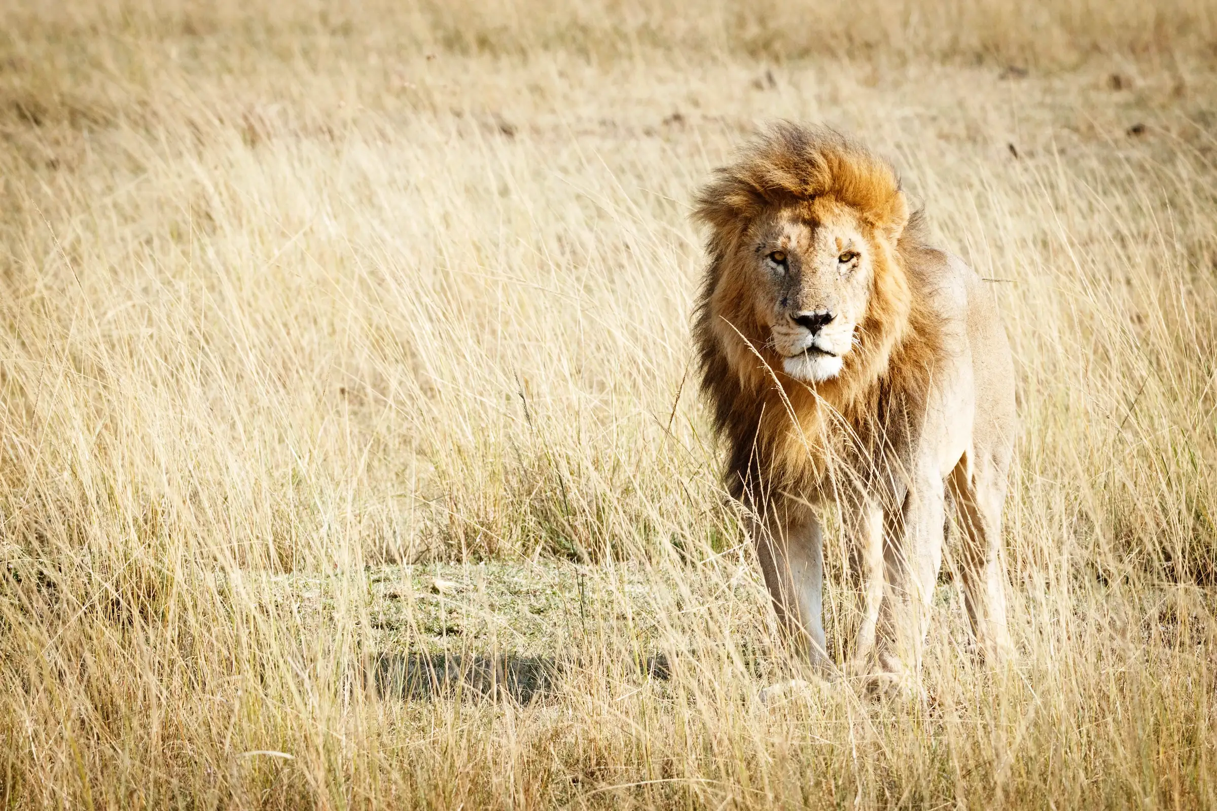 African lion in dry grass Southern Africa — luxury Southern Africa safari travel with Eventra Bespoke