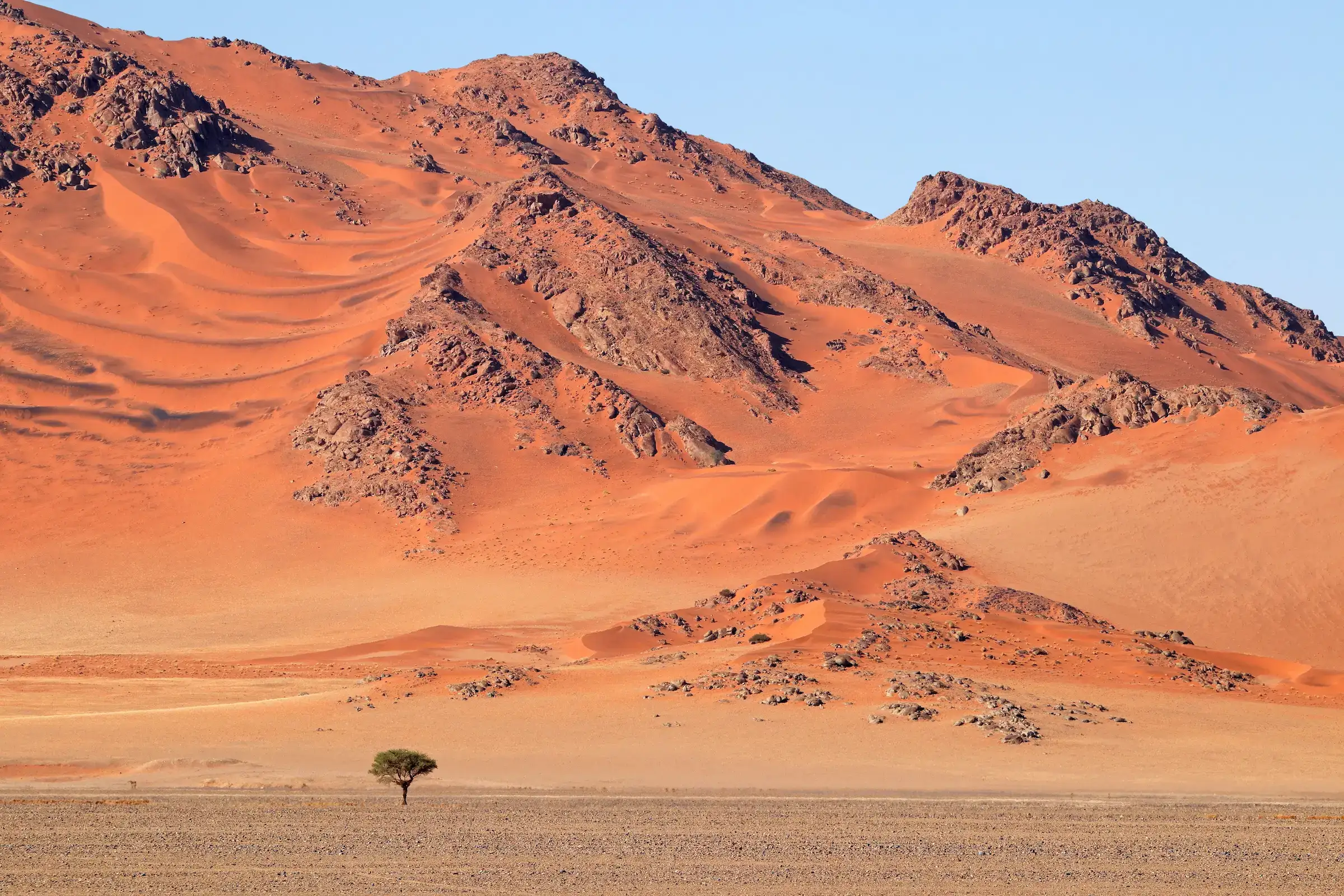 Lone tree on rocky valley floor with towering Namib Desert sand dunes — luxury Namibia safari travel with Eventra Bespoke