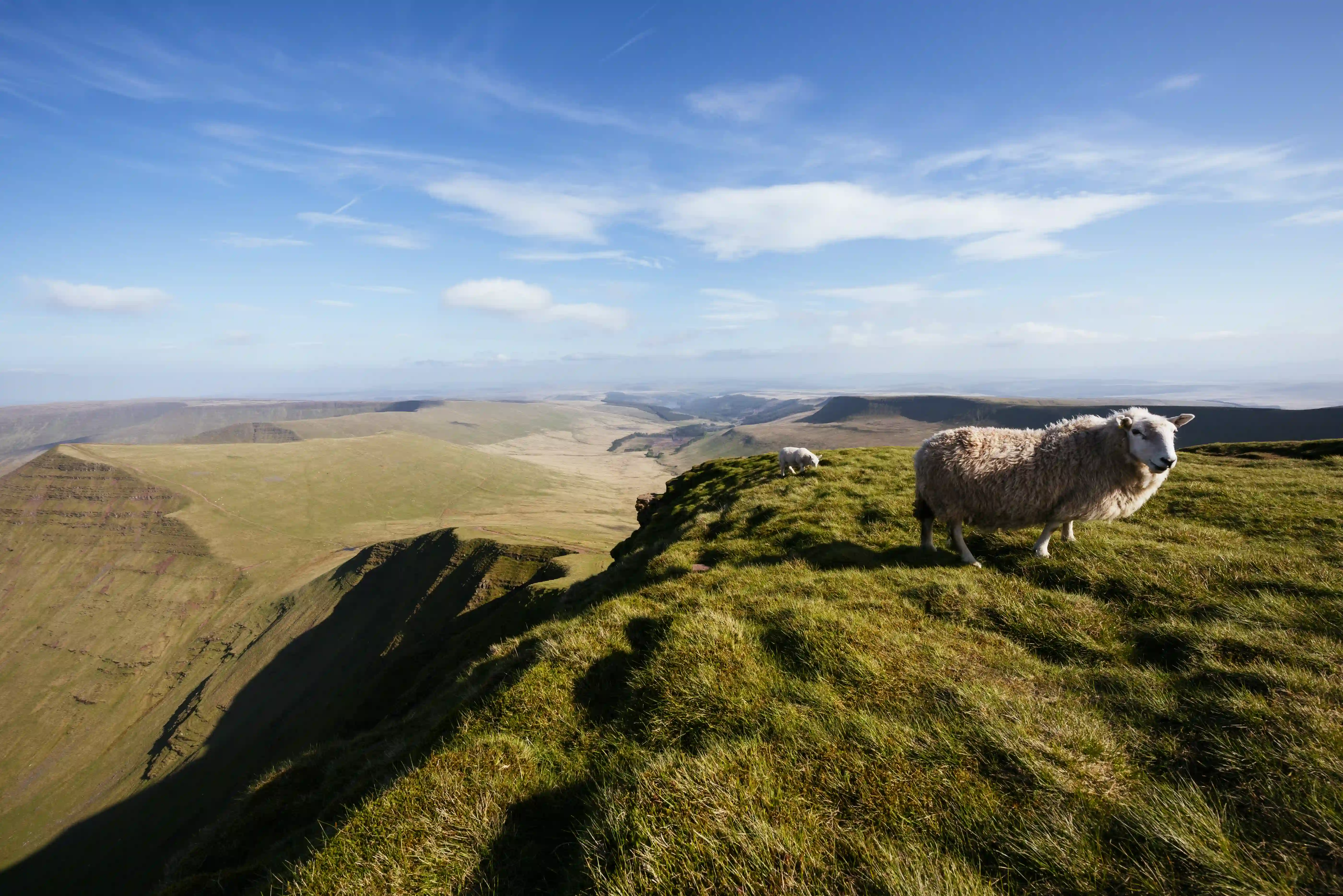View of sheep at the top of the Brecon Beacons in Wales
